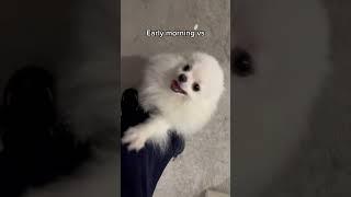 #shorts #funny #dog #dogs #viral #viralshorts #doglover #puppy