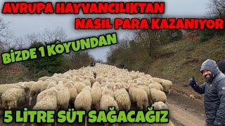 HAYVANCILIKTAN PARA KAZANACAĞIZ | AVRUPADAN MÜTHİŞ FİKİRLER