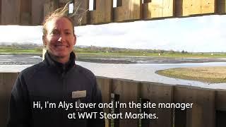 Wildfowl & Wetlands Trust: Improving saline lagoon and island habitat