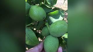 Chandler Walnut Trees -  Canceviz Nursery