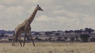 Serengeti Plains