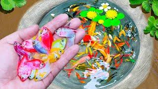 Catch Fancy Ornamental Fish In Tiny Pond, Princess Cichlid, Red Tail Perch, Glass Fish, Ali Fish