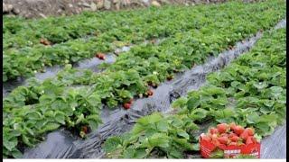 Guide to strawberry farm in long ping, Yeunlong