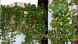 How To Propagate The Peperomia From Cuttings.