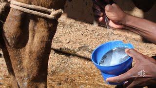 How to milk a dairy cow by hand Part 1.