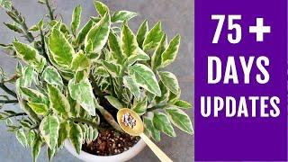 How to Grow & Care for Devil's Backbone Plant [75+ Days UPDATES]