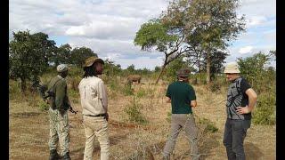 Livingstone Game Drives