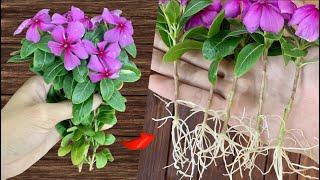  How to Sow Roots. Propagating Periwinkle Plants 