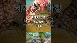 세계에서 가장 느린 동물 TOP 5 #쇼츠 #랭킹 #동물