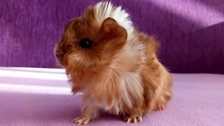 Guinea pig baby loudest squeak ever! //