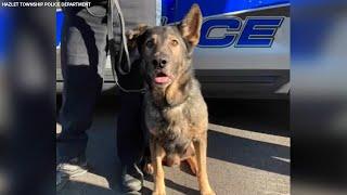 Hazlet police dog receives standing ovation as he retires