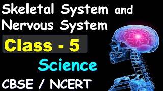 Skeleton System and Nervous System | Class - 5 | SCIENCE | CBSE | Human Skeletal & Nervous System |