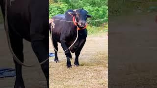 Black Sahiwal bull
