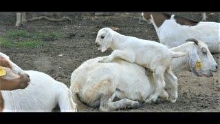 How My Thirty Goats Turned Into a Huge Herd In aTypical Village in Uganda. #BwogiFarms