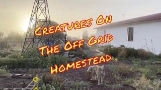 Hummingbirds And Praying Mantis On The BrainStorm Acres Off Grid Homestead