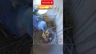 Hungry little bluebird chicks  #bluebirds #birds #nest #nestbox #bluebird #breeding #chicks