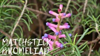 How to Propagate Matchstick Bromeliad on Trees