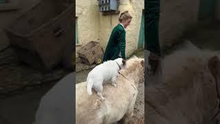 Imagine finding your dog loving to ride your rescue mini pony!#apearlywayoflife #manderley #happy