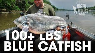 100 Plus Pound Blue Catfish: Missouri River, Missouri - Northwoods Angling