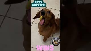 Dog said oh h3ll no #memedaily #funny #viral #comedy