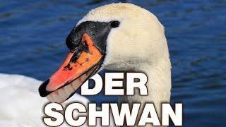 Der Schwan - Anatomie und Biologie | Alternative Fakten fürs Referat | Parodie