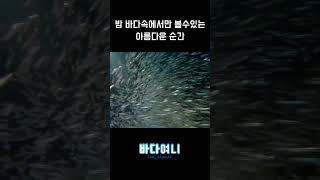 밤 바다속에서 볼수있는 아름다운 순간 #몰디브다이빙 #maldives #나이트다이빙