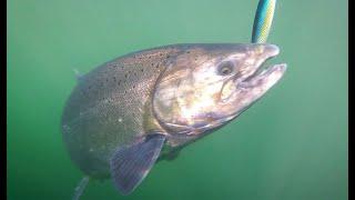 Jigging for MONSTER Salmon outside of Parksville