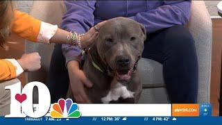 Pet of the Week: Smokey