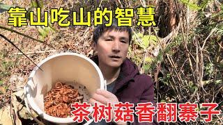靠山吃山的智慧！带着乡野家族进山采菇，一锅土鸡蛋茶树菇汤香翻整个寨子！