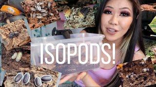 Isopod Collection Tour