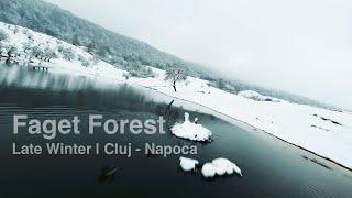 Winter's Last Stand | Faget Forest | Cluj Napoca | Romania | Relaxing Video 4k |