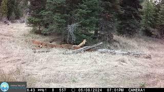 2024 Red Fox Den Compilation