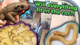 Tinley Park Reptile Show- Part 2! (What we bought!)