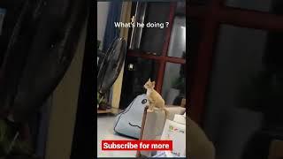 #shortfeed #subscribe #cat #funny #vlogger #shortvideo #shortshorts