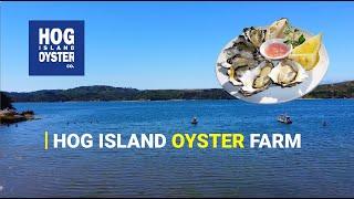 Hog Island Oyster Farm: North of San Francisco on Tomales Bay