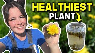 Dandelions: Most Hated Plant That Can Transform Your Health