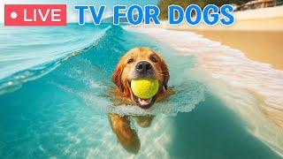  24 Hours of Dog TV - Deep Relaxation Music for DogsDog Calming MusicDog Stress Relief Music