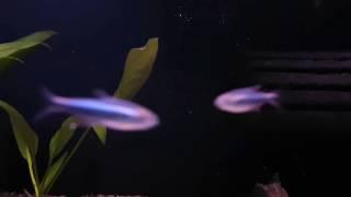 Hyphessobrycon margitae bij Aquarium Speciaalzaak Utaka