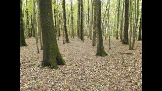 Stockage de carbone, contribution d'une forêt francilienne