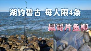 大湖钓碧古(Perch)每人限4条！鱼友互助钓得开心！鼠哥头回片鱼柳能打几分