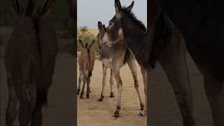 #donkey #animals #youtubeshorts #shortsfeed #shortsviral