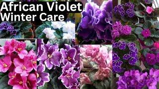 African Violet Care Guide - Best Tips For Beginners | in Nepali #gardening #flowers #indoorplants