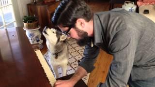 Husky sings with the piano