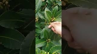 Bay leaf from garden  #nature #shortsvideo #viral