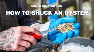 HOW TO SHUCK AN OYSTER | Hog Island Oyster Co.