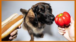 Vegane Ernährung für Hunde: das sagt die Wissenschaft