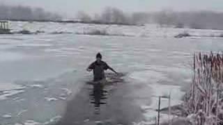 polar bearing