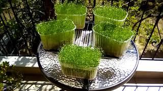 Microgreen Lentils . Микрозелень , чечевица . Irene Alem Greece