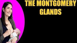 THE MONTGOMERY GLANDS   Breastfeeding Tips