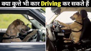 एक ऐसी जगह जहां कुत्ते कार Drive करते हैं / #shorts2 / DeshDuniya TV